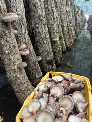 한밭농원님의 버섯 · 영농일지 작성글 사진
