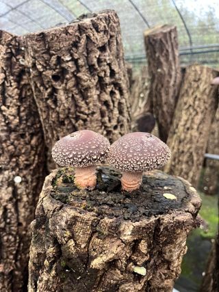 한밭농원님의 버섯 · 영농일지 작성글 사진