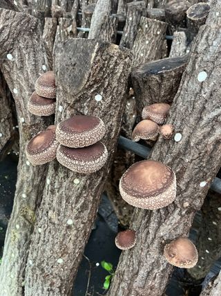 한밭농원님의 버섯 · 영농일지 작성글 사진