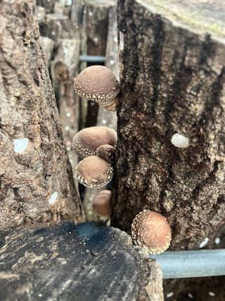 한밭농원님의 버섯 · 영농일지 작성글 사진