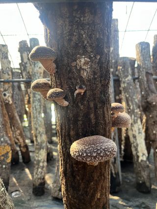 한밭농원님의 버섯 · 영농일지 작성글 사진