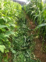 팜모닝 팜모닝·출석 게시글 이미지