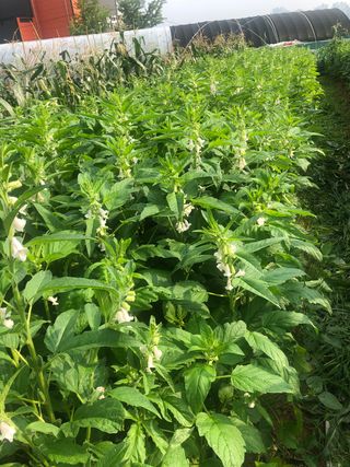 지안이/손주농장주인님의 팜모닝 · 출석 작성글 사진