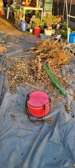 살구15128님의 콩 · 영농일지 작성글 사진