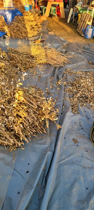 살구15128님의 콩 · 영농일지 작성글 사진