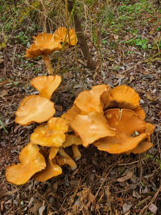 영월에 신바람 농장님의 자유주제 · 자유게시판 작성글 사진