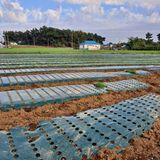 팜모닝 양파·영농일지 게시글 이미지