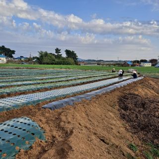 문식님의 양파 · 영농일지 작성글 사진