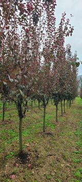 팜모닝 자유주제·자유게시판 게시글 이미지