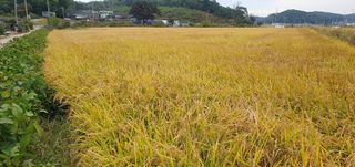 이흥옥님의 자유주제 · 자유게시판 작성글 사진