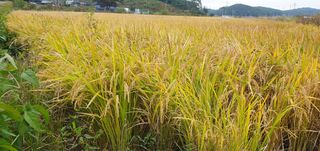 이흥옥님의 자유주제 · 자유게시판 작성글 사진