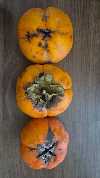 안중찬님의 감 · 영농일지 작성글 사진