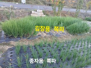안승호님의 파 · 영농일지 작성글 사진