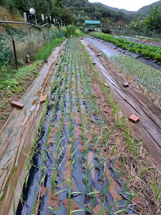 권찬훈님의 마늘 · 영농일지 작성글 사진