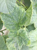 팜모닝 기타작물·병해충상담 게시글 이미지