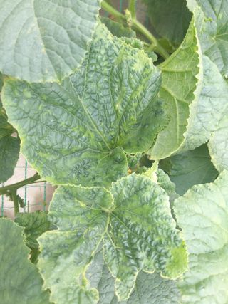 생초자농부님의 기타작물 · 병해충상담 작성글 사진