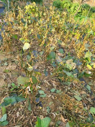 논산상월안정환님의 자유주제 · 자유게시판 작성글 사진