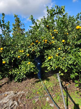 새달귤농장님의 귤 · 영농일지 작성글 사진