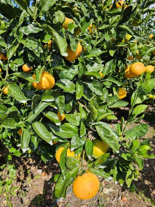 새달귤농장님의 귤 · 영농일지 작성글 사진