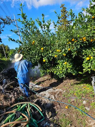 새달귤농장님의 귤 · 영농일지 작성글 사진