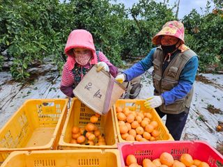 새달귤농장님의 농사경력 최고의 순간을 알려주세요. · 참여글 작성글 사진