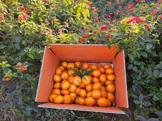 새달귤농장님의 농사경력 최고의 순간을 알려주세요. · 참여글 작성글 사진