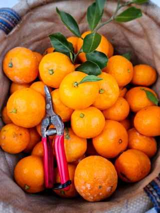 새달귤농장님의 농사경력 최고의 순간을 알려주세요. · 참여글 작성글 사진