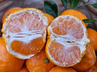 새달귤농장님의 농사경력 최고의 순간을 알려주세요. · 참여글 작성글 사진