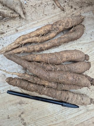 약초꾼님의 자유주제 · 건의해요 작성글 사진