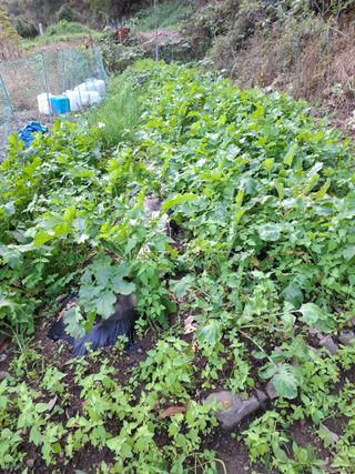 박정미님의 농사경력 최고의 순간을 알려주세요. · 참여글 작성글 사진