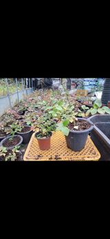 팜모닝 블루베리·영농일지 게시글 이미지