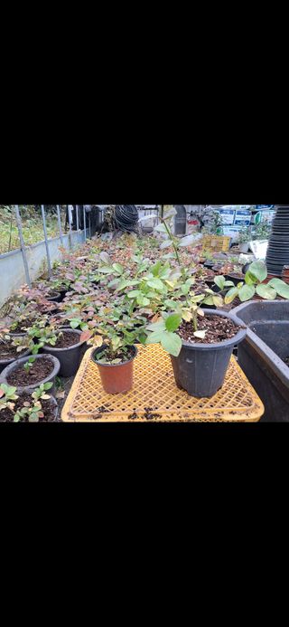 주일현님의 블루베리 · 영농일지 작성글 사진