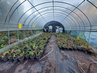 주일현님의 블루베리 · 영농일지 작성글 사진