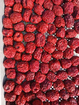 정원대추농원님의 작성글 사진