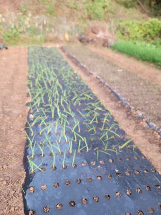 이성우님의 양파 · 영농일지 작성글 사진