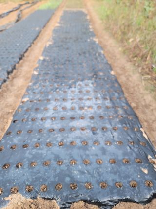 이성우님의 마늘 · 영농일지 작성글 사진