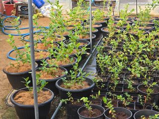 이상남님의 블루베리 · 영농일지 작성글 사진