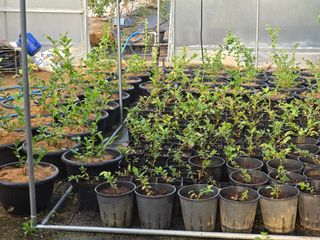 이상남님의 블루베리 · 영농일지 작성글 사진