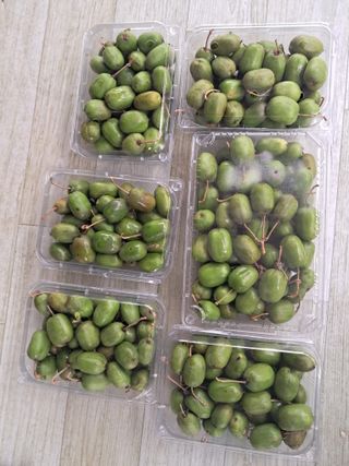 알 수 없음님의 기타작물 · 영농일지 작성글 사진