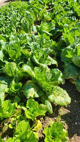 팜모닝 자유주제·자유게시판 게시글 이미지