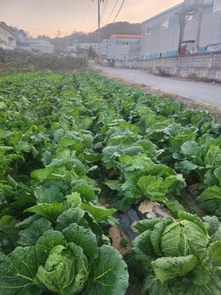 콩8087님의 자유주제 · 자유게시판 작성글 사진