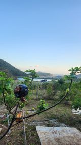 팜모닝 두릅·영농일지 게시글 이미지