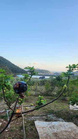 이수봉님의 두릅 · 영농일지 작성글 사진