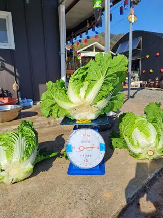 Mmebaik님의 자유주제 · 자유게시판 작성글 사진