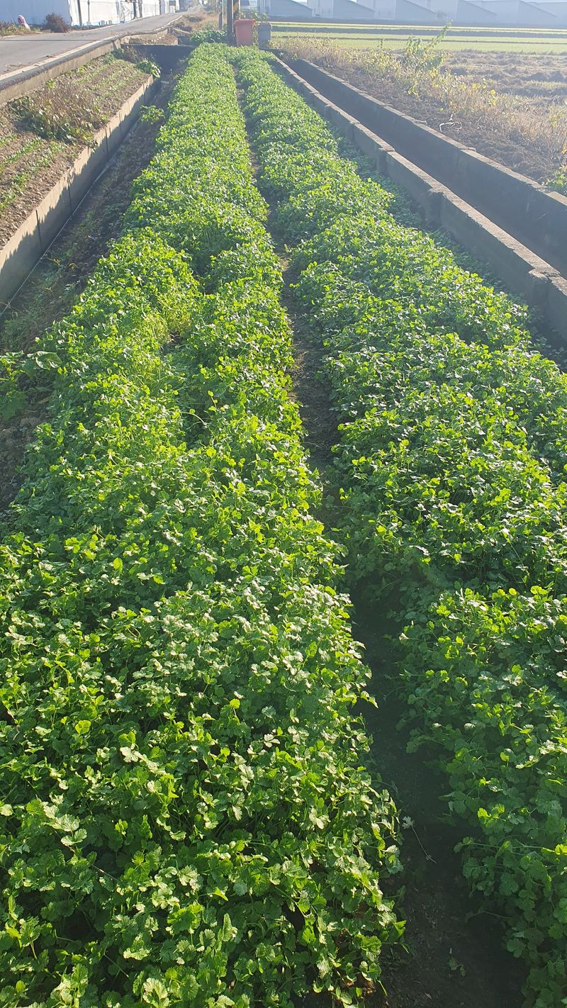 장계령님의 장터 판매 상품 [표고버섯 톱밥퇴비로 자란 무농약 건강한 고수 1KG] 첨부 사진
