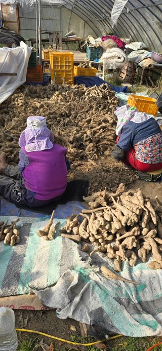 달빛소년(김광순)님의 기타작물 · 영농일지 작성글 사진