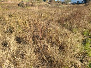 이병현님의 콩 · 자유게시판 작성글 사진
