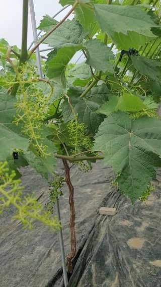 임형수님의 농사경력 최고의 순간을 알려주세요. · 참여글 작성글 사진