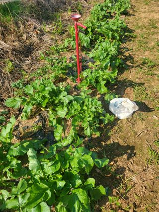 로만아빠님의 기타작물 · 영농일지 작성글 사진