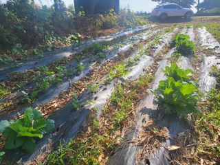 로만아빠님의 기타작물 · 영농일지 작성글 사진